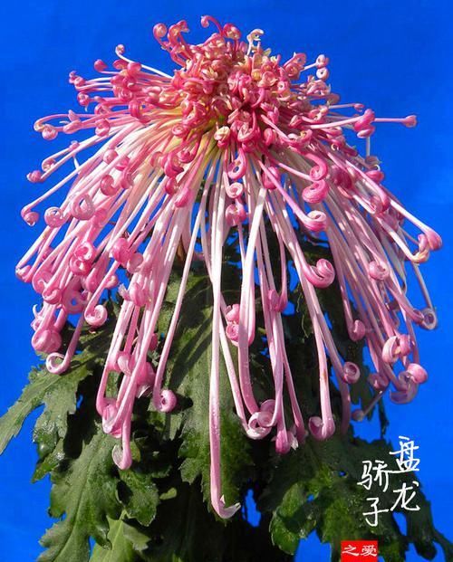  #开如#此款菊花，花开如“盘龙骄子”，堪称“珍稀名菊”，美艳飘舞！