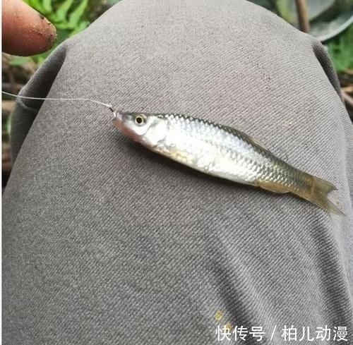  杀生：钓鱼是杀生，放生的鱼不该钓？其实盲目放生比钓鱼更“可恶”