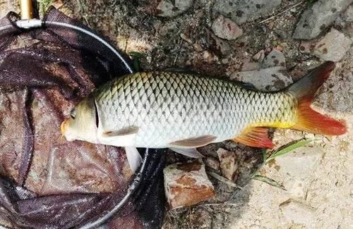  [效果显著]没想到紫菜也能用来野钓鲤鱼，且效果显著