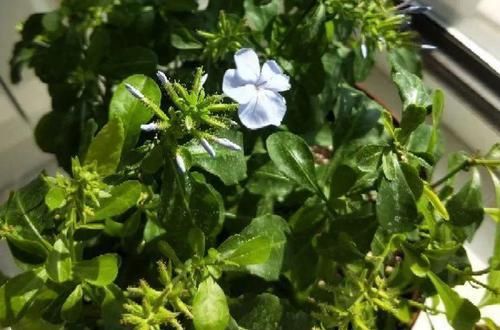  「蓝雪」这花春天长最快，俩月爬满一面墙，从3月开到11月！