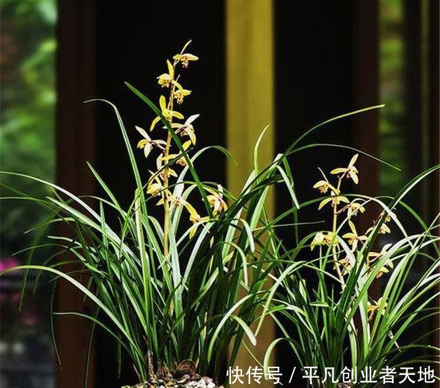 花箭@养兰花，“2懒1勤”别规矩，新芽冒不停，花箭“半米高”