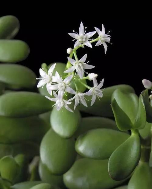『植物』远离植物杀手,你需要这12种植物