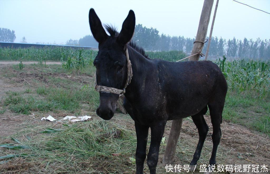  时间■巴基斯坦为中国养驴，驴皮价16年暴涨150倍，中国驴却受到