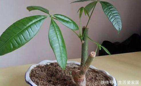 扦插|发财树能播种?只需“1果1枝”,自己就能活一盆,长的阳台放不下