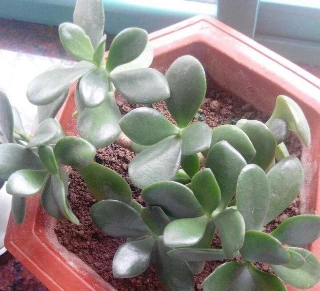  「小苗」玉树长得慢，用一个小技巧，枝繁叶茂叶片多，小苗长成小树