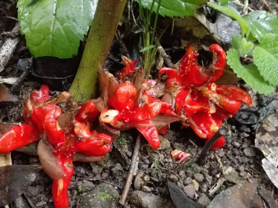 农村山里一种野草，花是稀罕野菜，做泡菜是一绝，营养不输人参