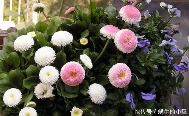  『春天』春天来了，用两种方法把你的雏菊唤醒，让它准备开花吧