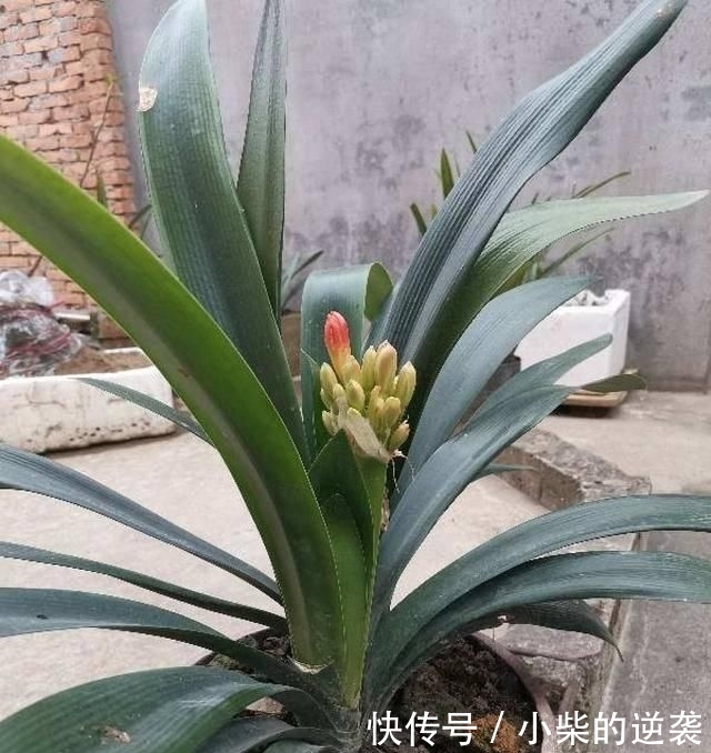  [花钱]农村大哥，专门挖这种土养花，不花钱开花真旺！