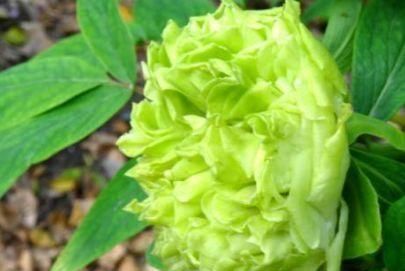 『观赏价值』此花,当属“绿色牡丹”,花开花朵会变色,清新明快,非常具有观赏价值