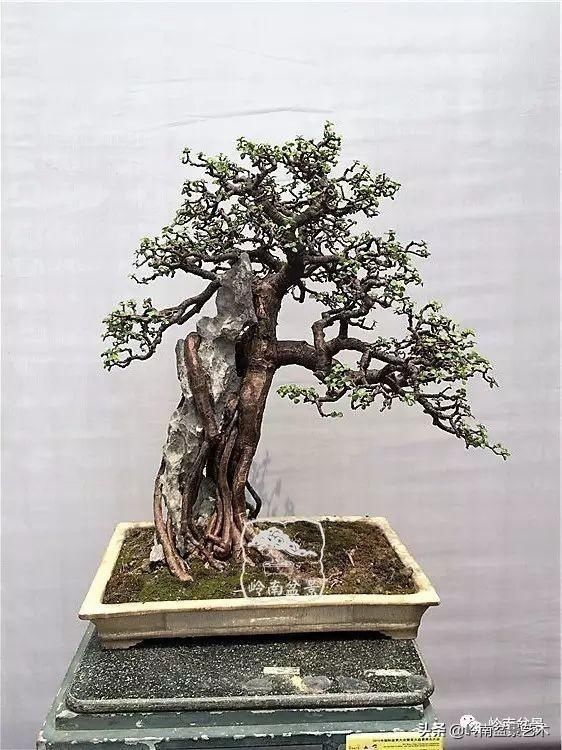 「作品」有年功的盆景，品相好，价值高！