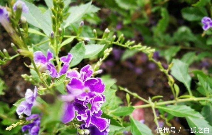  #扦插#美得不可方物的3种花，蕾丝金露花上榜，深受人们喜爱