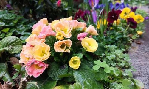 【花养】花养不活,多数浇水导致,3个“基本点”做好了,花数量翻2倍