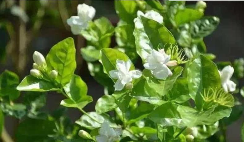  家里：3种“瘦身又美容”的花，家里养1盆，赏花又变美，还特别好养！