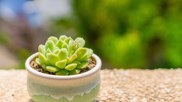  #解决#多肉植物变成“瘦子”，八成是3个原因导致，解决方法不难