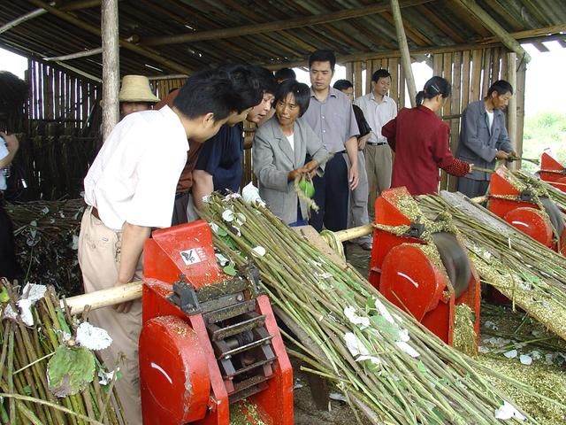 农村一种植物，农民采摘喂猪，是价值珍贵的“中国草”