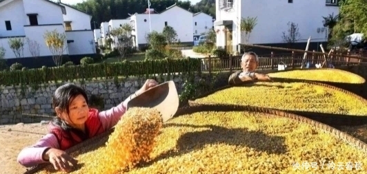  【电视】怎么电视里的农民干啥都能致富，自己弄就赔钱？老农道