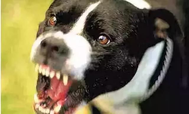 网传异烟肼只毒狗，对人无害，这是真的吗?一次讲明白