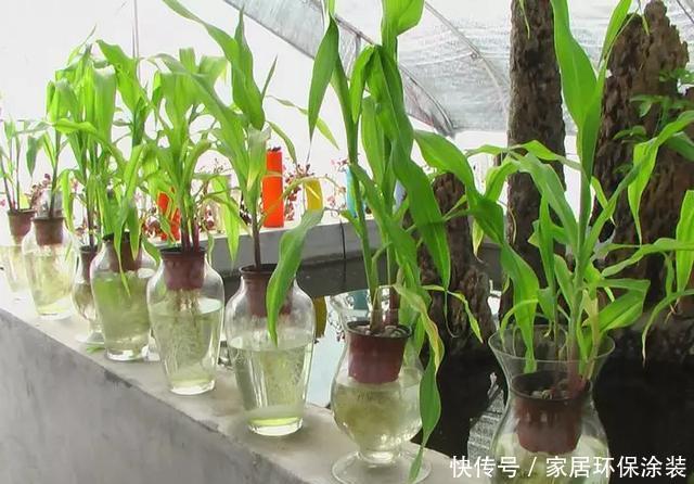  『玉米棒子』小清新的绿植盆栽，花生、玉米都能做！种子盆栽就是这么简单！