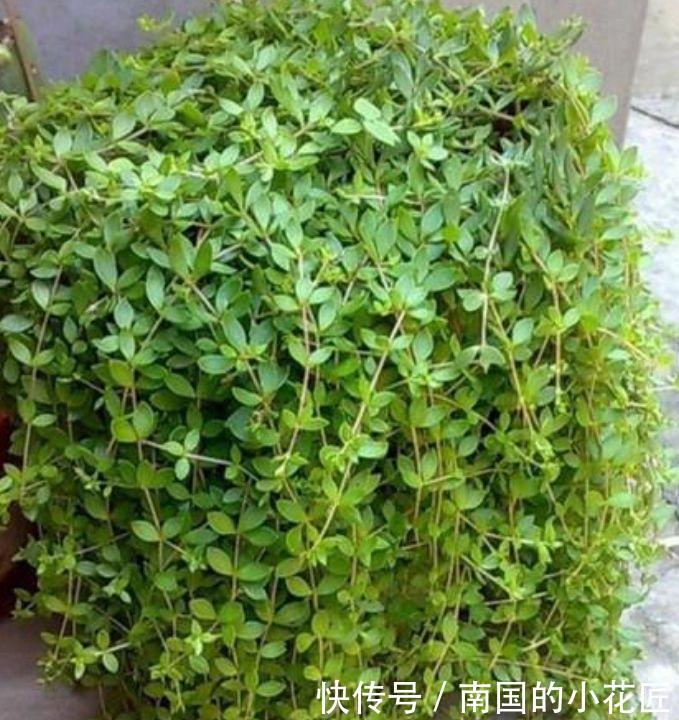 『花开花』几种花开花漂亮,好养易活不招虫,养在哪里都爆盆