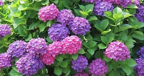  「省钱」这“3种”植物，剪根枝条“插”土里，15天就生根，省钱又省心！
