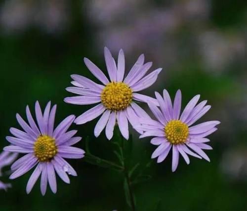  『代表着』花友选出了自己认为最美的50种花