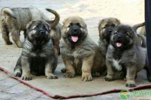  [农村养殖]农村养什么狗挣钱？2020年肉狗养殖挣钱吗？