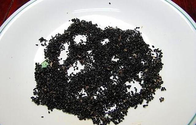 花盆中|好吃的火龙果,一块果肉,1周变别致盆栽,2年结果1大筐