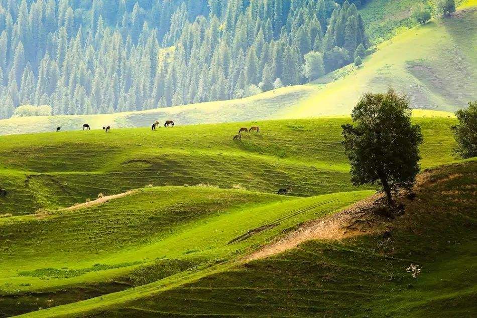 新疆唯一没有荒漠的县 被称为中国天马之乡 风景优美 却少有人知