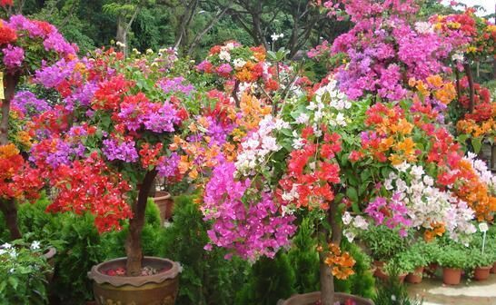 『花期』花期长的花养起来真的超好,一年四季都有鲜花陪伴!