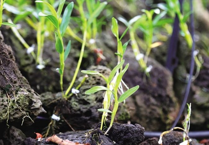 镜头下:海南有个神奇的“石斛村”,火山石头上长满了“钱”!