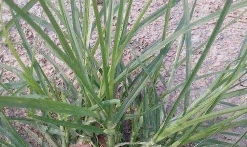  『河岸』河岸上有1种“牛筋草”，看到别踩踏，和车前草一样，价值高
