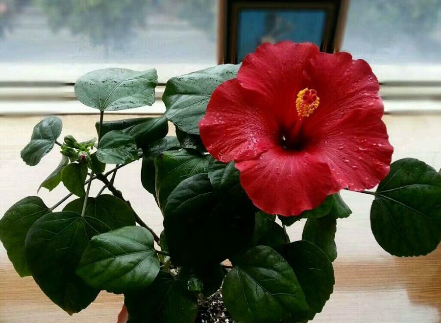  #低矮#全年开花不停，观赏价值高，植株低矮，种植容易，盆栽养花选这种