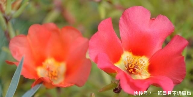 扦插繁殖:太阳花,可晒可旱耐粗养,做好“2方面”夏秋开满盆