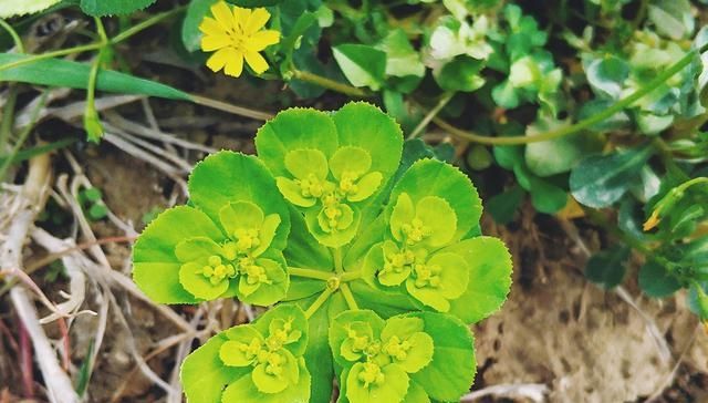  「猫眼睛」农村一奇怪野草，掐断会流出乳汁，碰了会手肿，却能