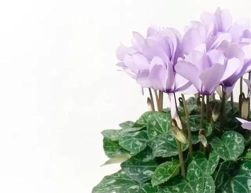  「挤满」花期超长的小兔子花，皮实好养，花朵挤满盆，开花一茬接一茬。