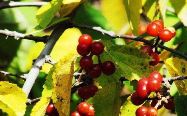 『果实』山里一种结出“玲珑果”的树，真名很粗俗，可做成盆景比火棘还美