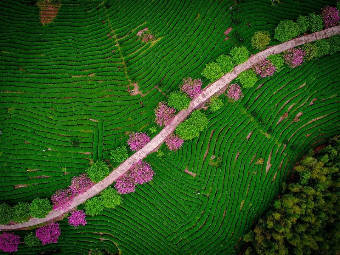 再过20天，中国将花开成海，错过再等一年