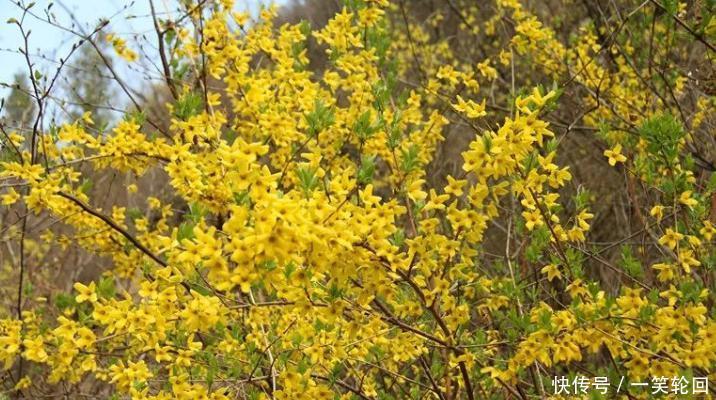  春天@张家庄的春天：连翘花开缀山间！