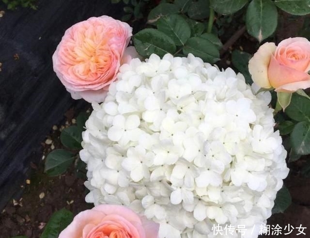  【绣球】1种“绣球树”，每年4月满树开花，1个花朵比脸大，一般人养不了