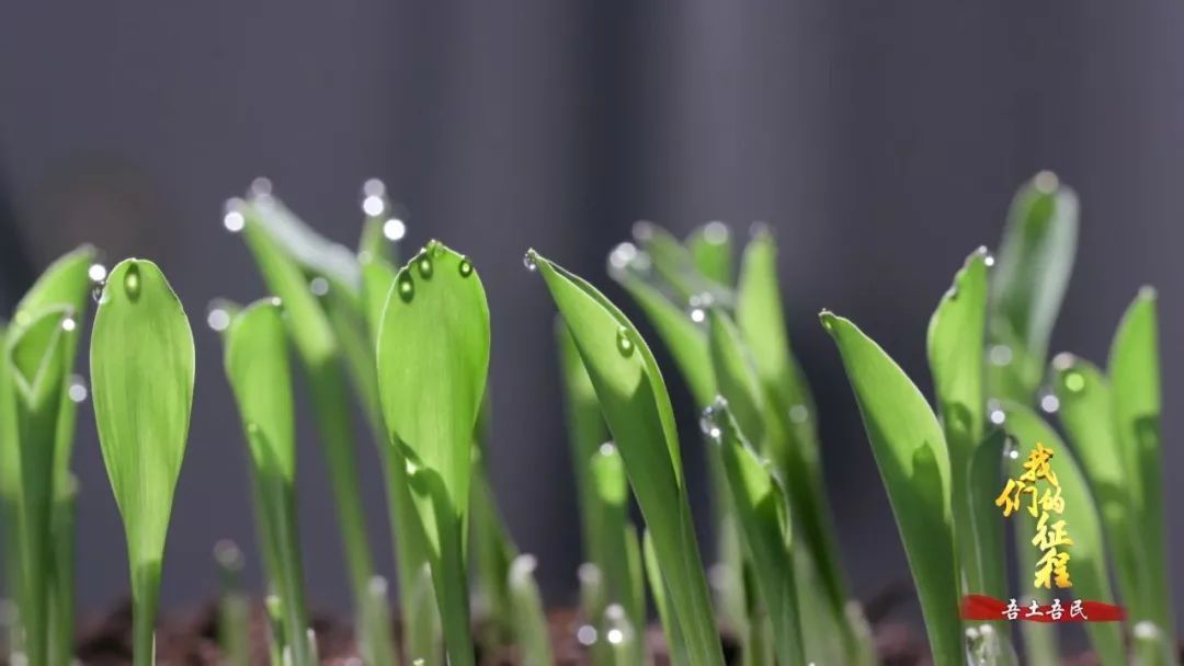  「创造奇迹」中国碗里装满中国粮！看，这片神奇的土地如何创造