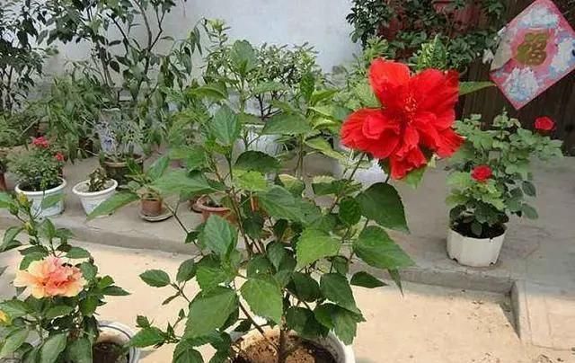 「植物」三月初,这“四朵花”任意养长,枝叶绿,花开,一年到头都在开花