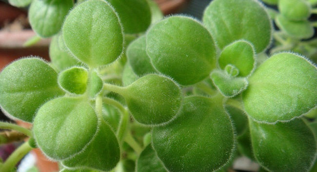  『植物』碰碰香怎么浇水,碰碰香的四季浇水方法以及浇水注意事项
