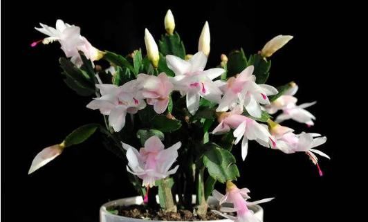  『蟹爪兰』这5款花卉，一开就是300多天，越晒开花越艳，摆在哪里都是花卉园
