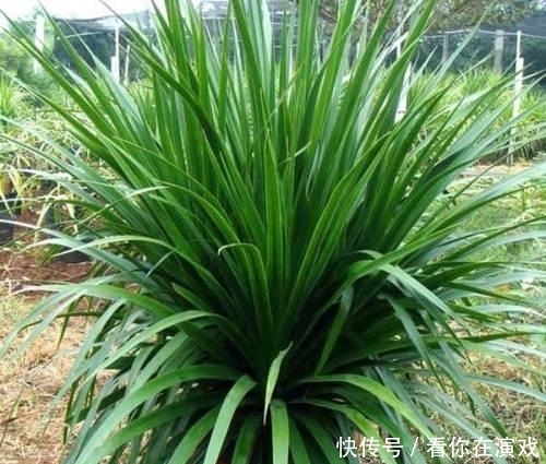 家里养盆这种“树”，叶子茂盛“有福气”，谁养谁赚！