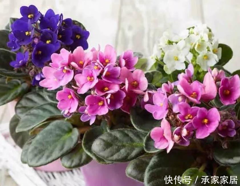  [艳丽]春天最适合养“5种花”，花色艳丽又好养，百花争艳，开成花园！