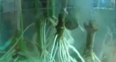  『扦插』栀子花扦插很简单，一个塑料瓶，半个月冒根，三个月开花成盆栽