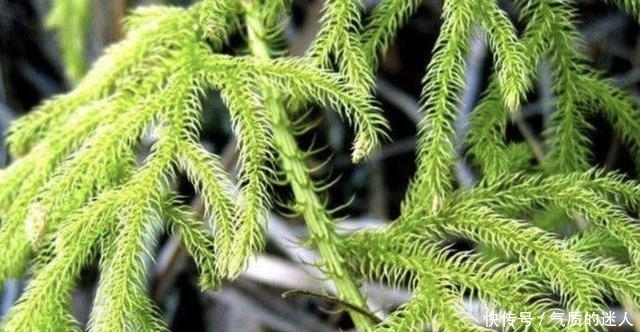  #蜈蚣#小溪边的1种“杂草”，人称“铺地蜈蚣”，挖1棵少1棵，请