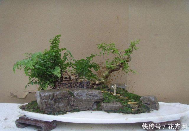 什么盆景最火?莫过于山水盆景,这3种形式最具观赏性!