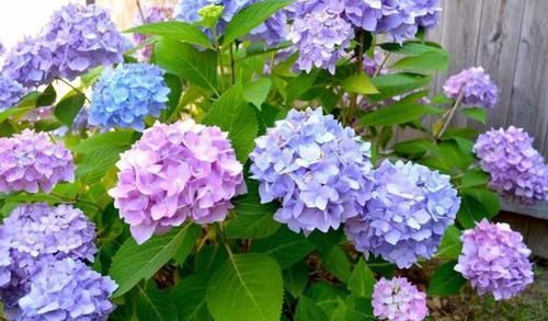  阳光@阳台上最适合养的5种花，有阳光就能活，花期长而且颜值还高