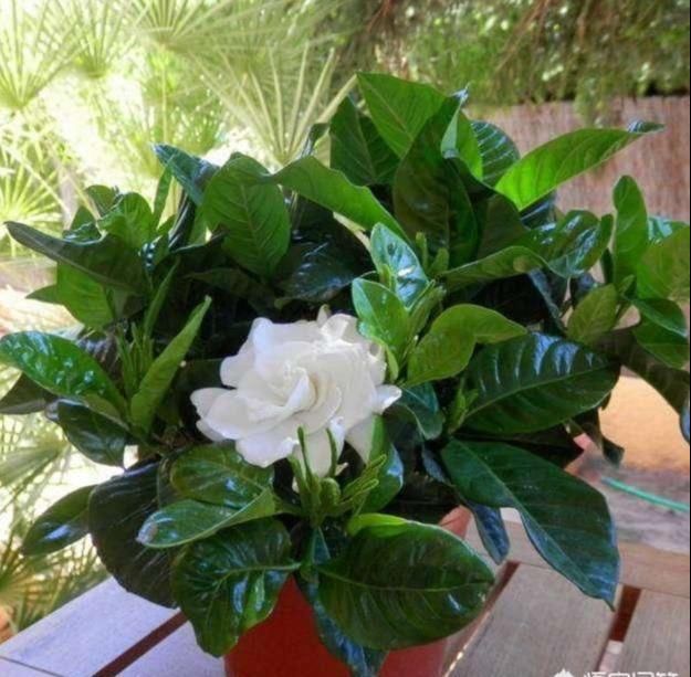  『花钱』新买的栀子花，黄叶止不住，2点弄不明白，白白浪费买花钱